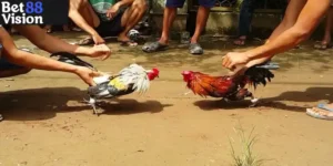 Gà Cựa Dao Hôm Nay