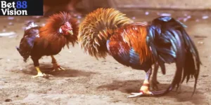 Trực Tiếp Đá Gà 67