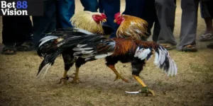 Trực Tiếp Đá Gà 88
