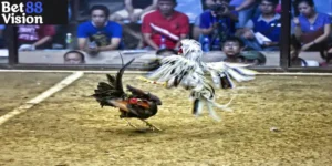 Trực Tiếp Đá Gà Thomo