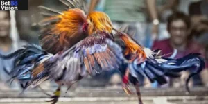 Đá Gà Trực Tiếp