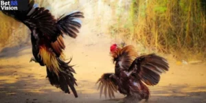 Đá Gà Trực Tiếp Hôm Nay